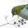 Passerine Popular HD Birds New Tabs Theme