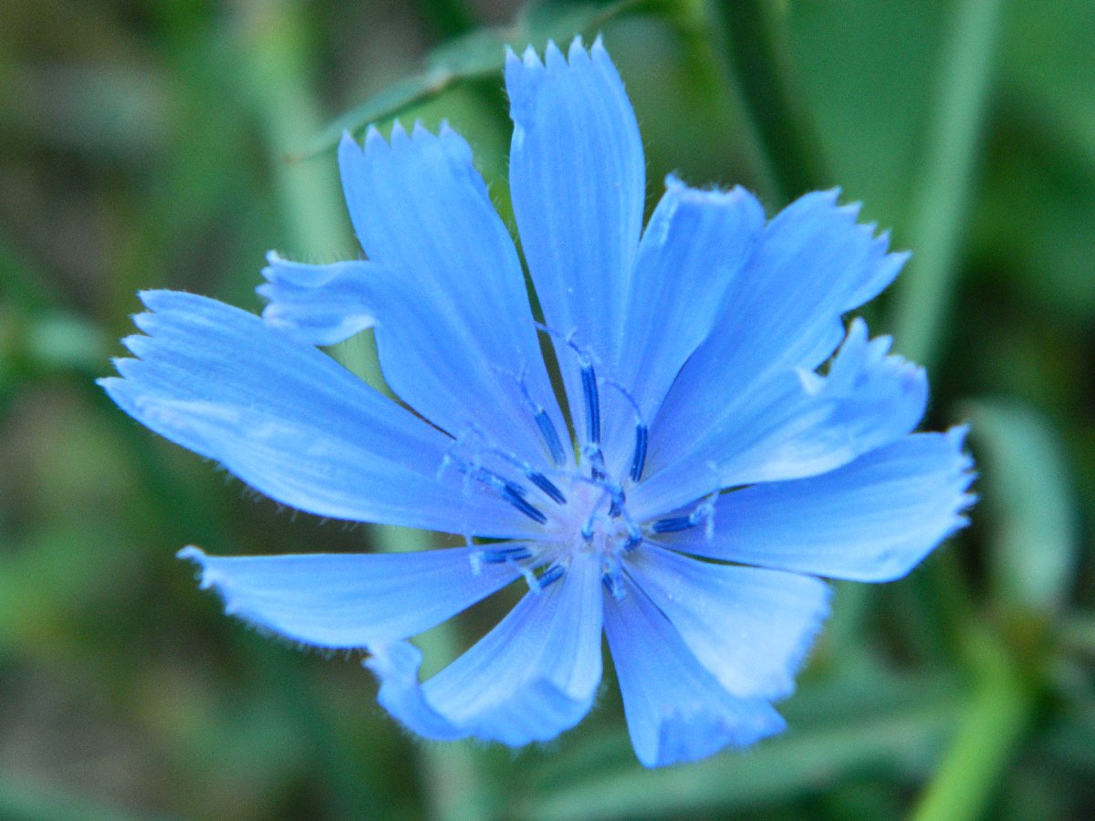 Common chicory (ραδίκι)