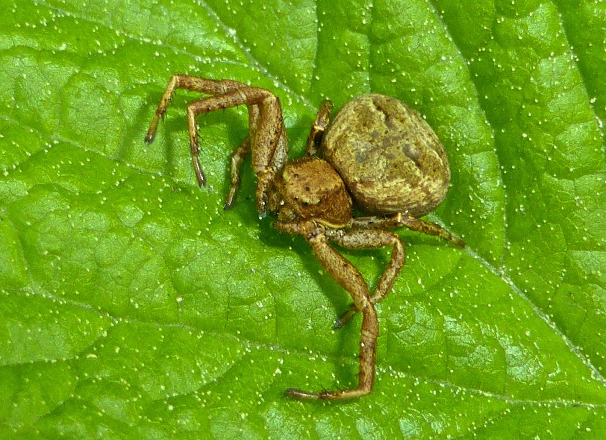 Ground Crab Spider