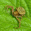 Ground Crab Spider