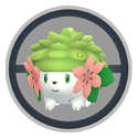 Shaymin added to the collection once again 😍🌸 #pokemongo #pokemon #s