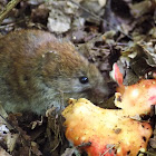 Bank vole