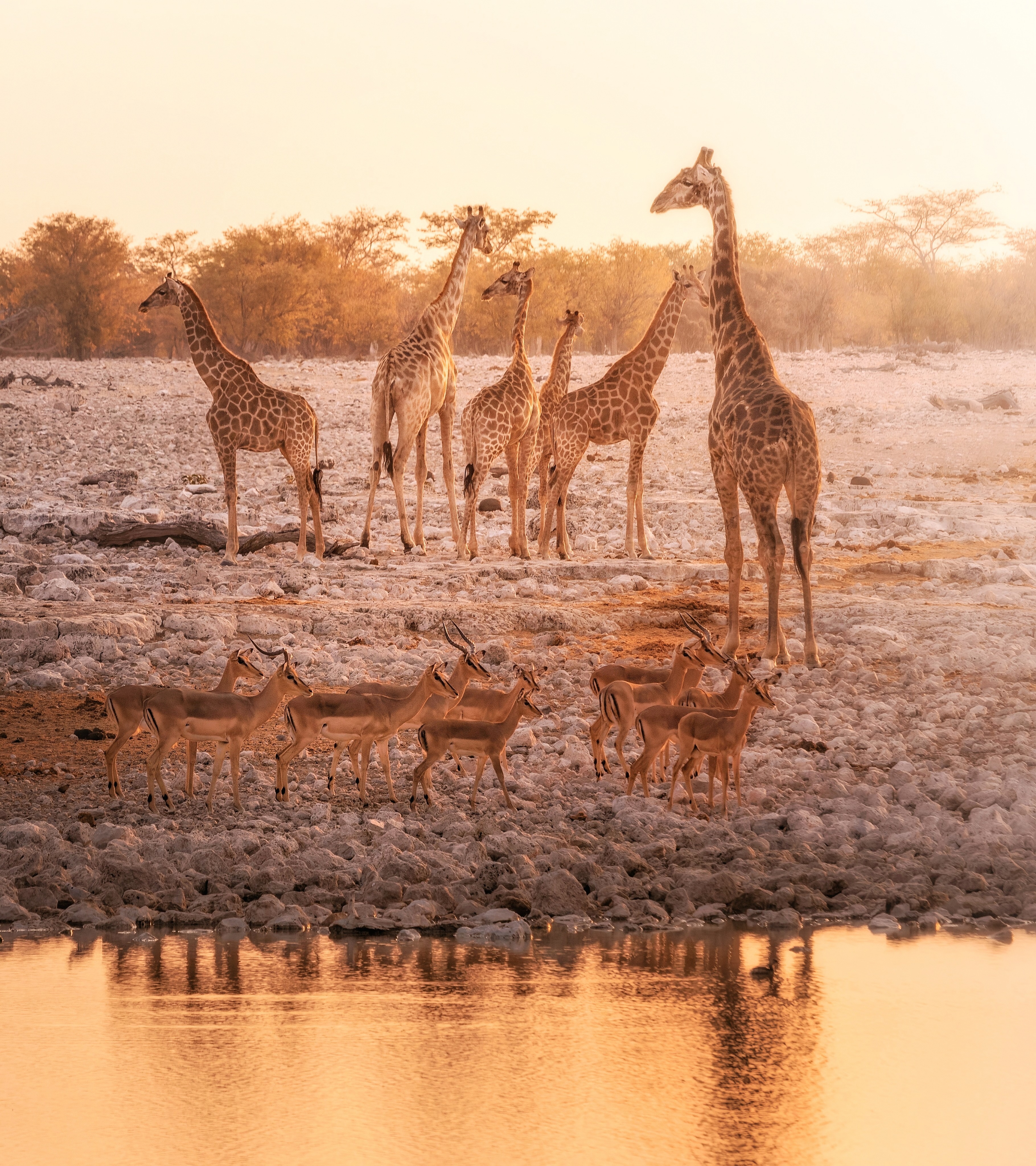 African wildlife  di Matteo Castellan