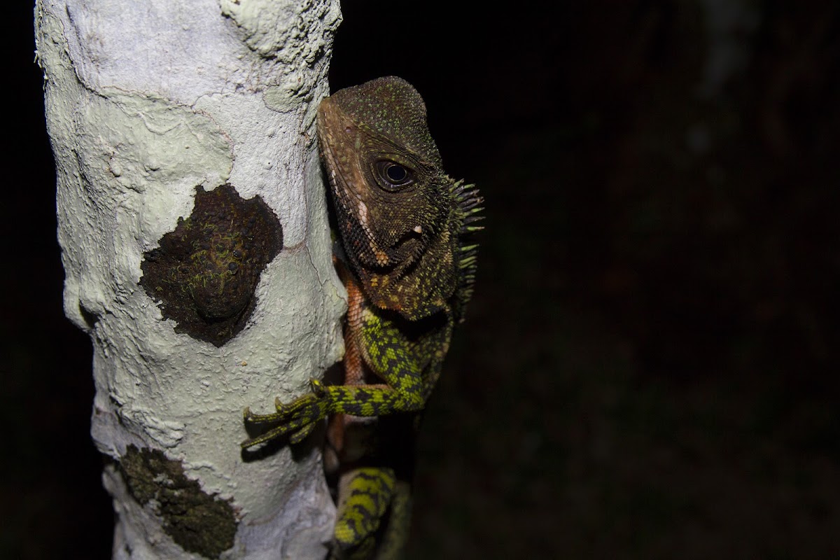 Amazon wood lizard