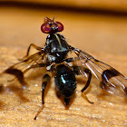 Richardia sp. Fly