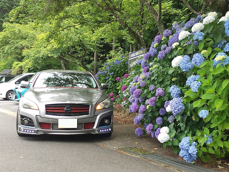 フーガのバンパーは見ないで(^_^;)・カラフルな紫陽花・6月25日(土)・奈良県桜井市に関するカスタム事例の投稿画像5枚目