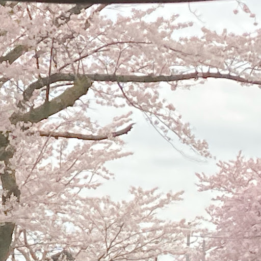 舞桜