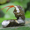 Giant swallowtail caterpillar