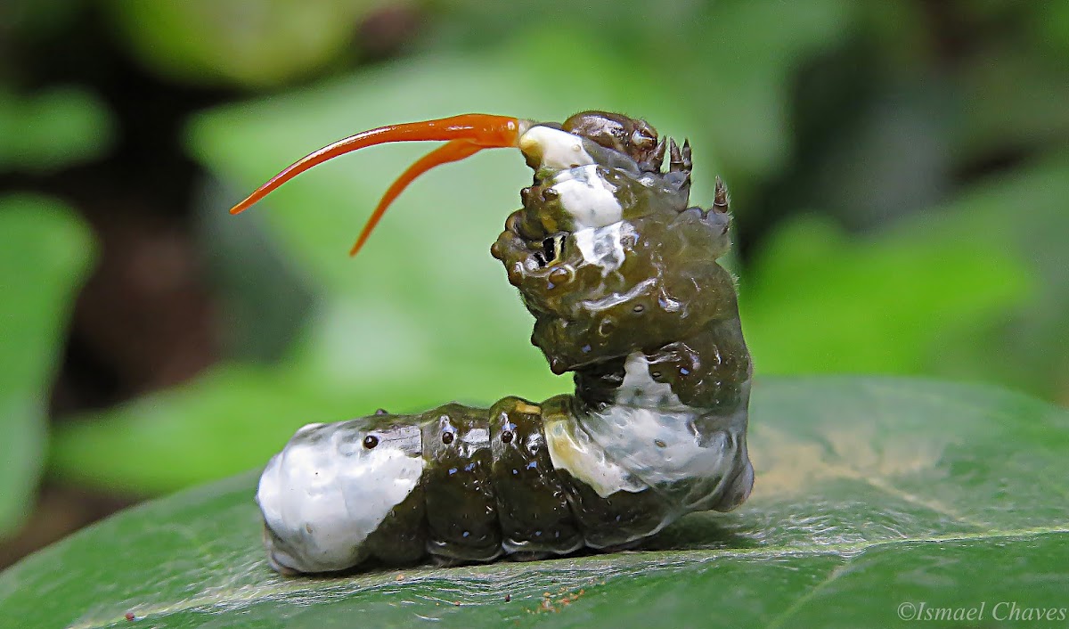 Giant swallowtail caterpillar