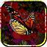 Butterflies Live Wallpaper icon