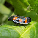 Froghopper