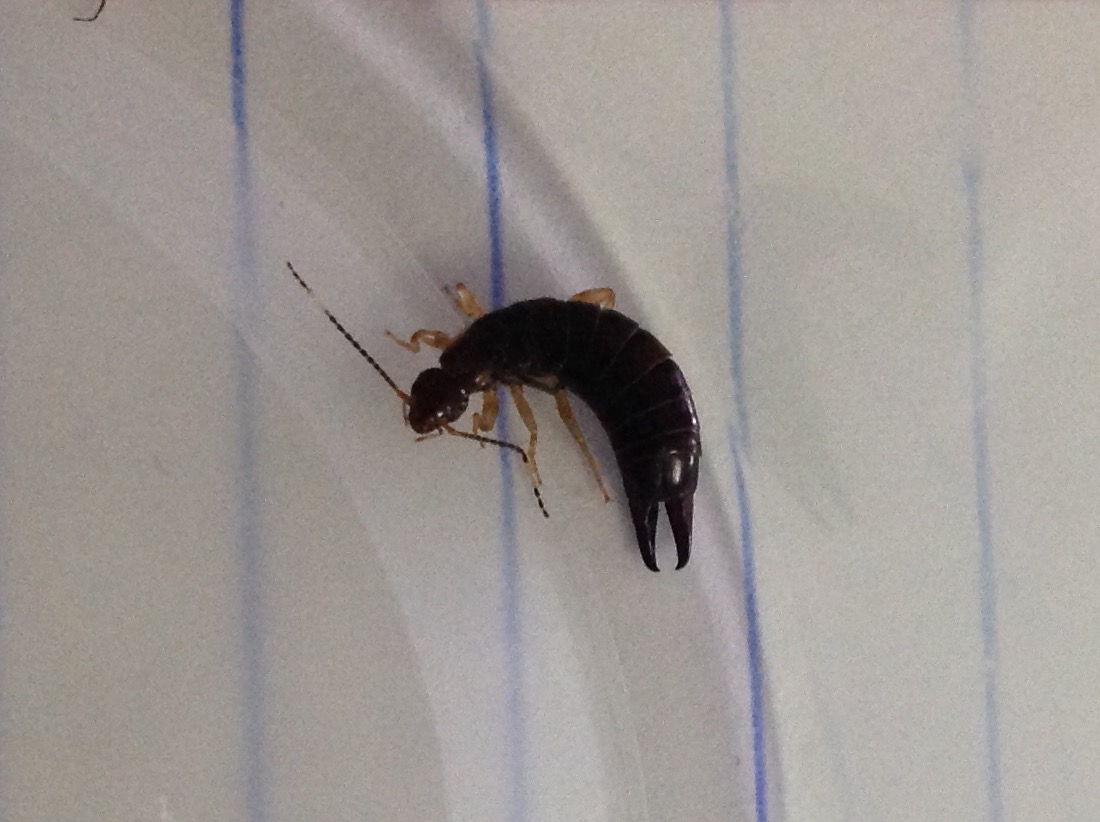 Ring-Legged Earwig