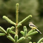 Grey wagtail