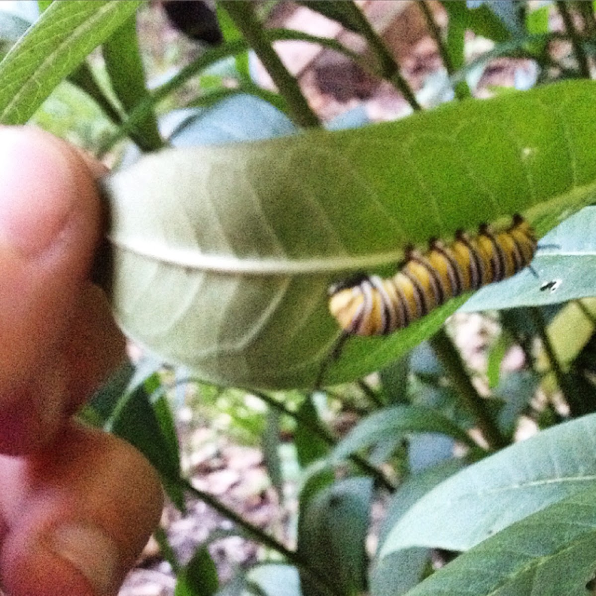 Monarch caterpillar