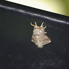 Thaumetopoea processionea (LINNAEUS, 1758)