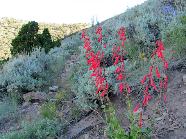 Eaton's Penstemon (Penstemon eatonii)