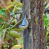 Red-breasted Nuthatch