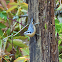 Red-breasted Nuthatch