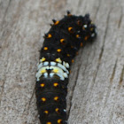 Black Swallowtail, early instar