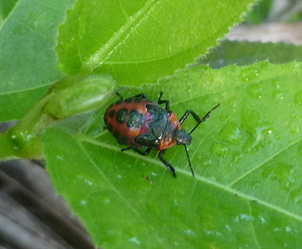 Predatory Stink Bug nymph