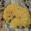 Dog Vomit Slime Mold