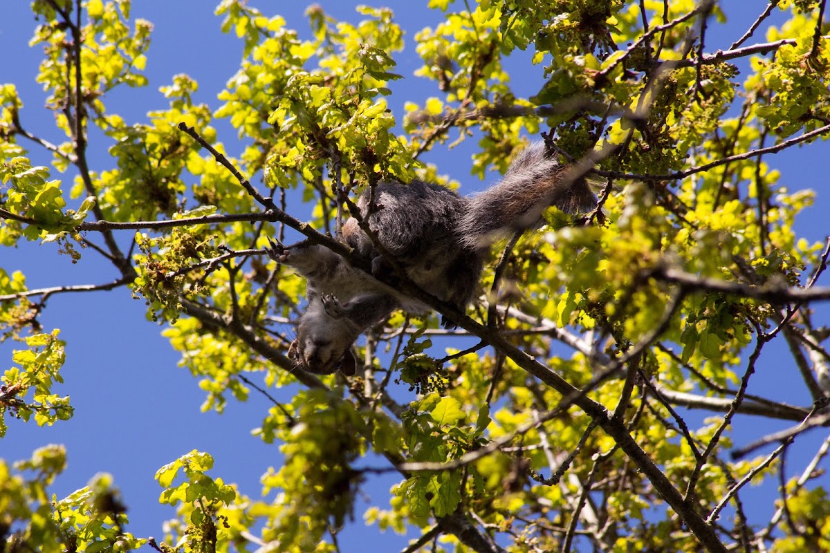 Grey squirrel