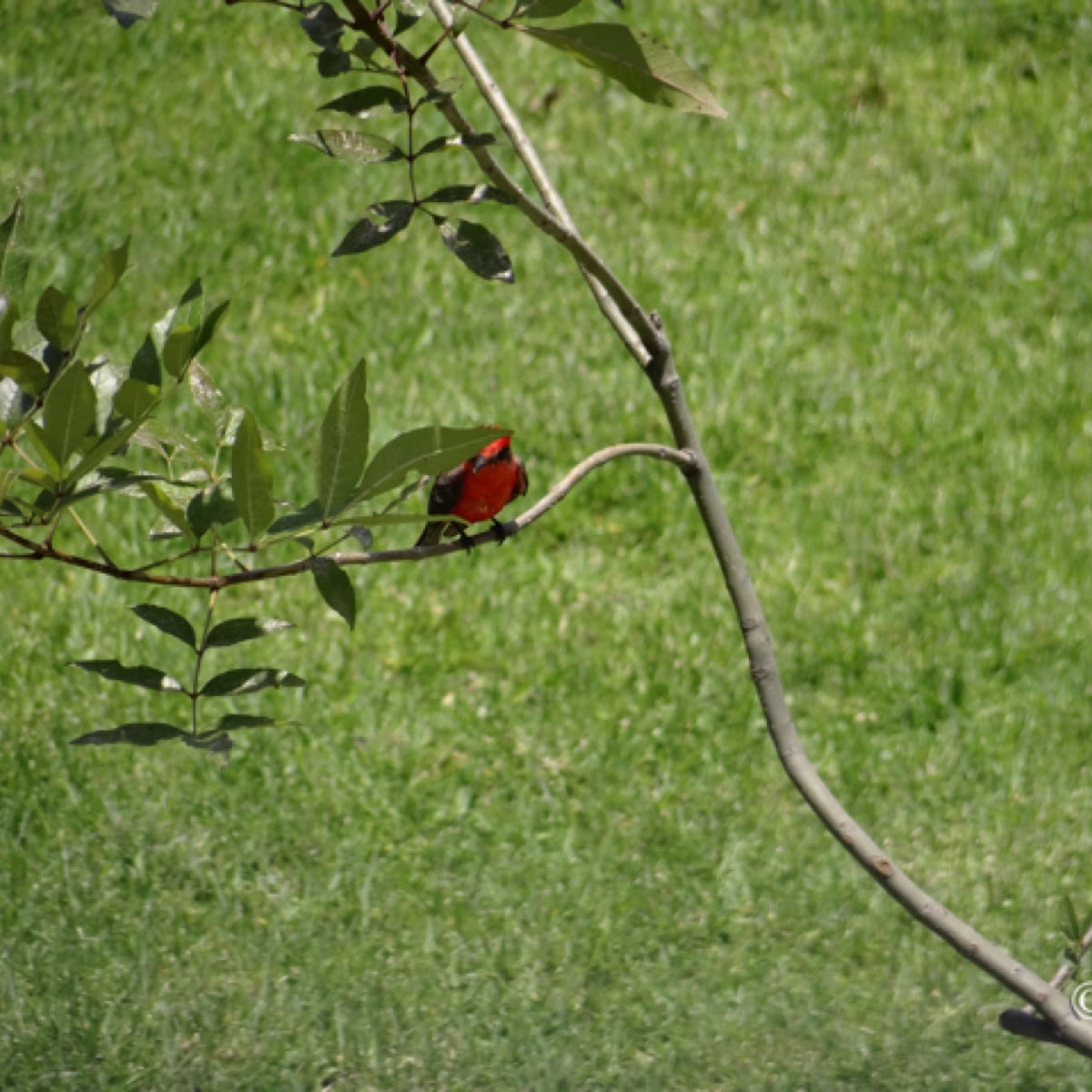 Vermilion Flycatcher