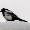 Magpie