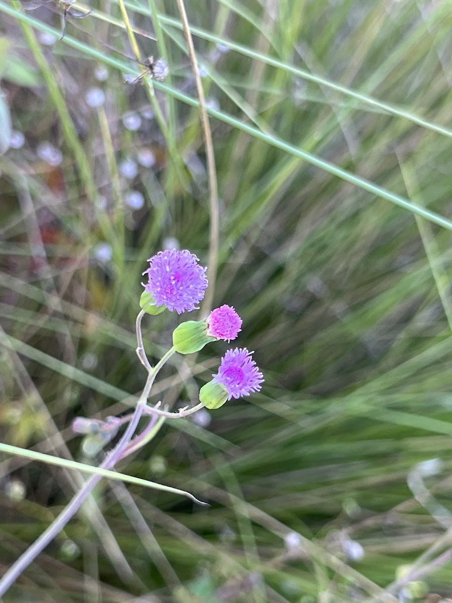 Lilac Tasselflower