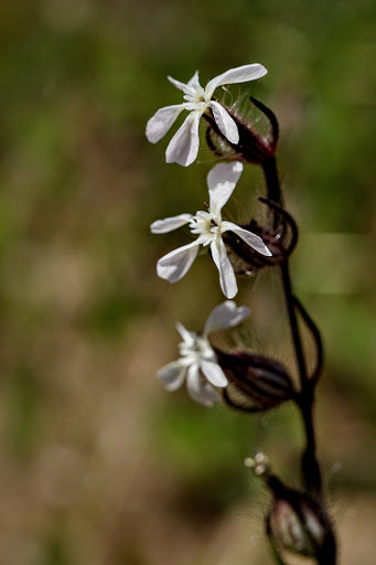 Silene gallica