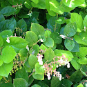 Salal