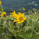 Arrowleaf Balsamroot