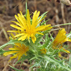 Spanish Oyster Thistle