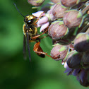 Great Golden Digger Wasp