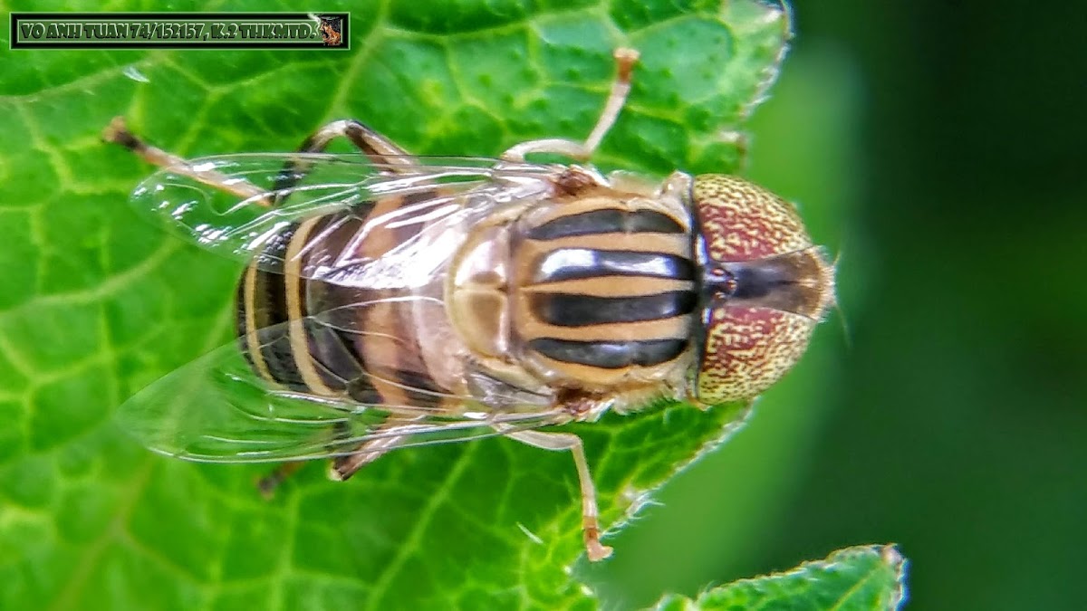 Big-headed Hoverfly