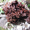 Leafy Jelly Fungus