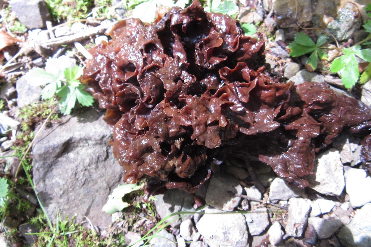 Leafy Jelly Fungus