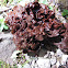 Leafy Jelly Fungus