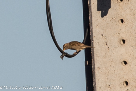 House Sparrow; Gorrión Común