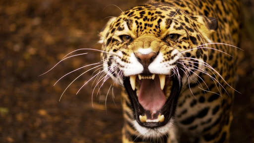 Jaguar Animal Live Wallpaper