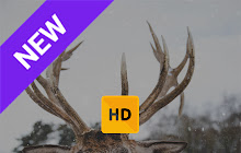 Winter Deer Wallpaper HD New Tab Theme© small promo image
