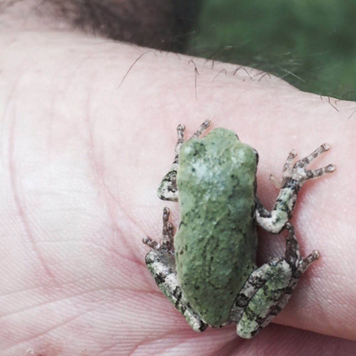 Gray/Cope's Gray Tree Frog