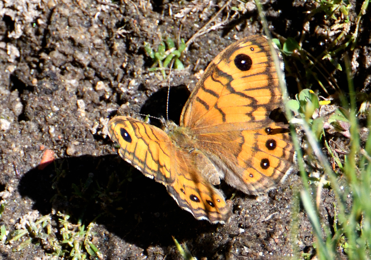 Wall Brown; Saltacercas