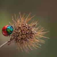 Siamo biodiversi ma stiamo bene insieme! di 