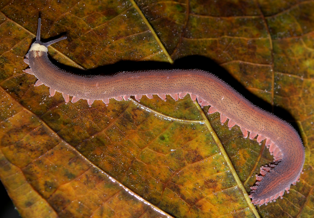 File:Velvet worm rotated,