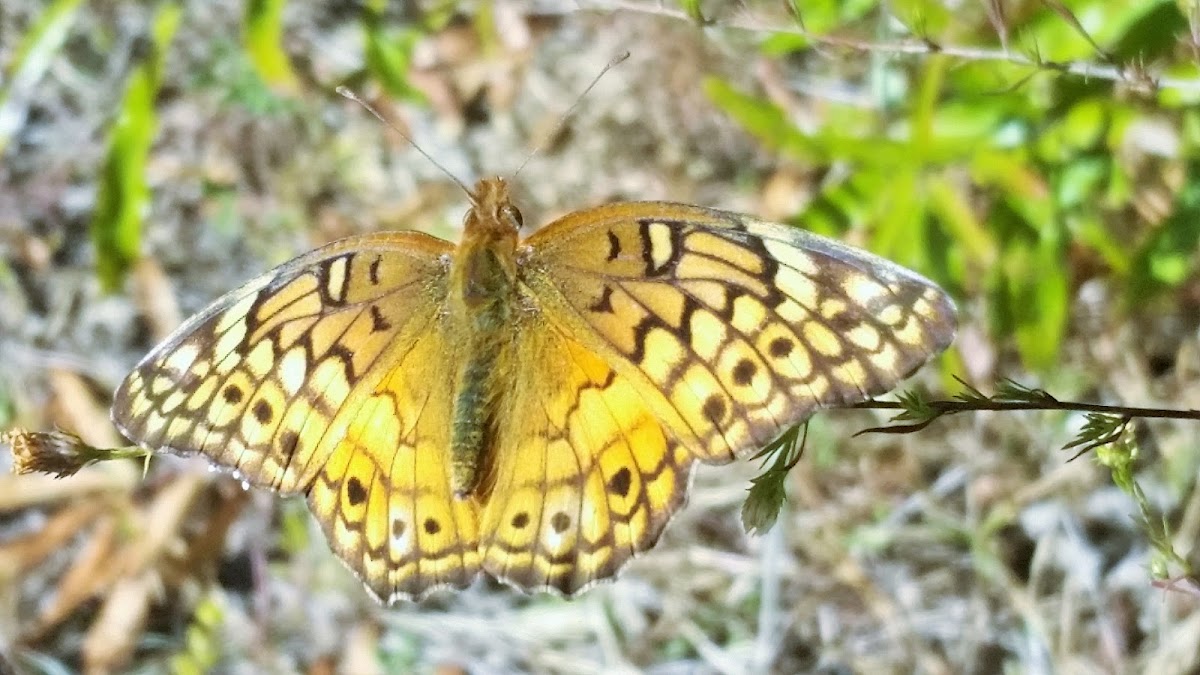 Variegated fritillary