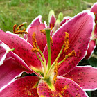 Oriental Lily