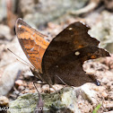 Chocolate Pansy