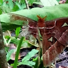 Philippine Atlas Moth