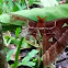 Philippine Atlas Moth